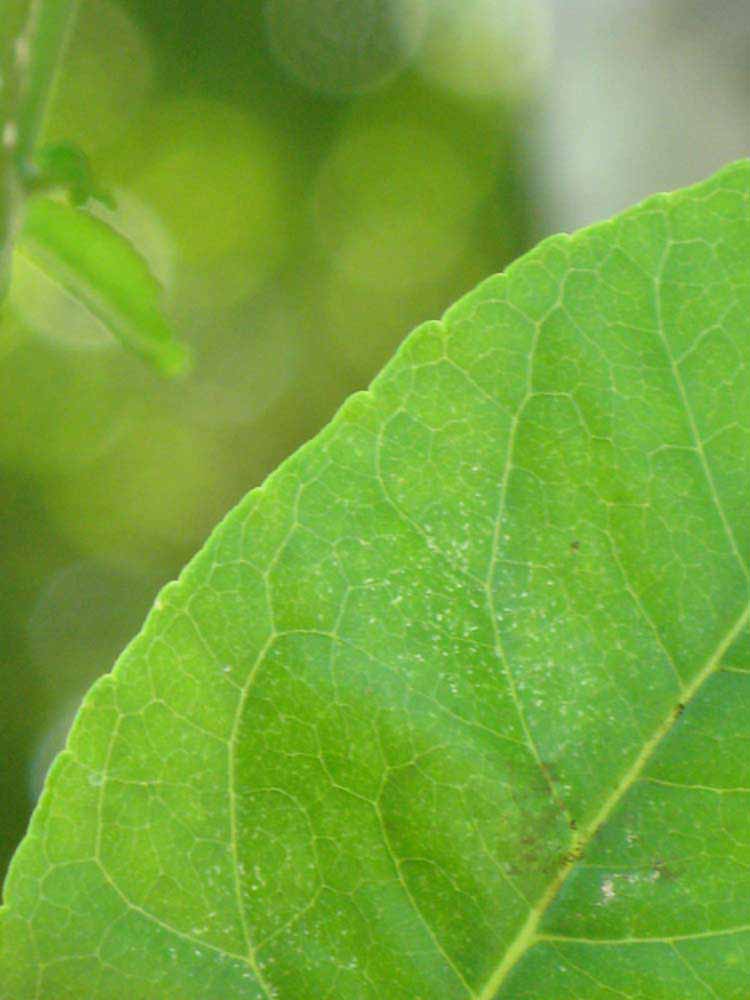            Margin (Winter Haven, FL)   